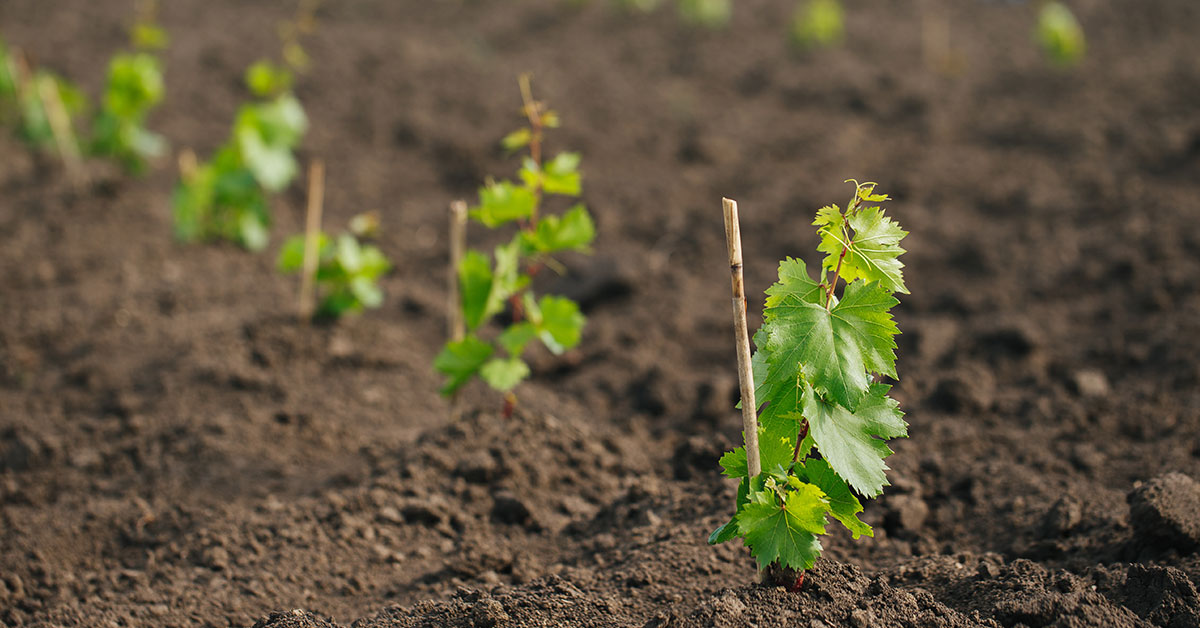 grape vine starts