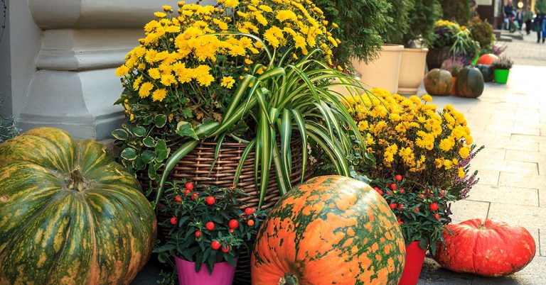 10 Halloween Plants For A Spooky Vibe ???? - Featured image