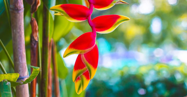 Heliconia Growing & Care Guide - Featured image