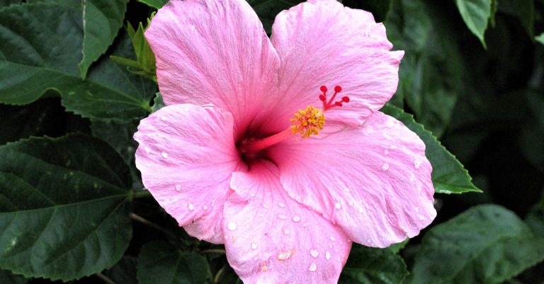 12 Gardening Tips For Growing Beautiful Hibiscus Blooms - Featured image