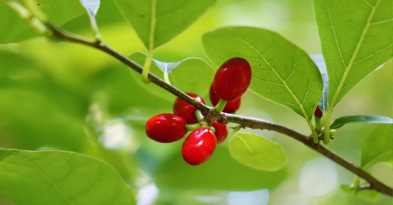 Japanese Barberry Control & Removal - Featured image