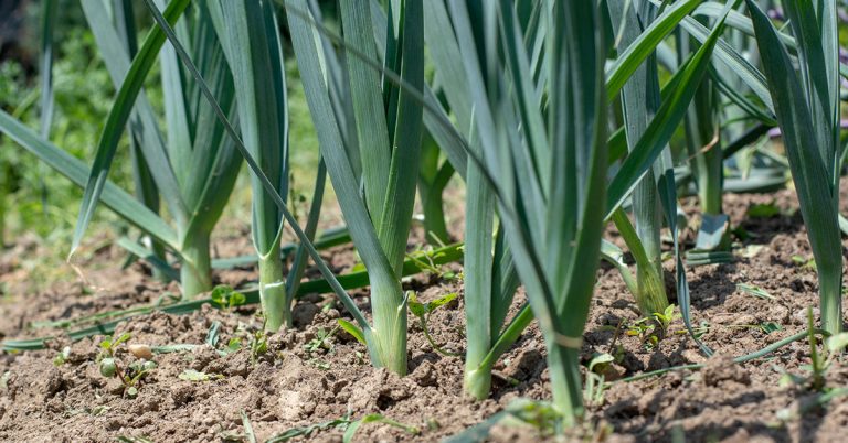 When To Plant Leeks In The UK - Featured image