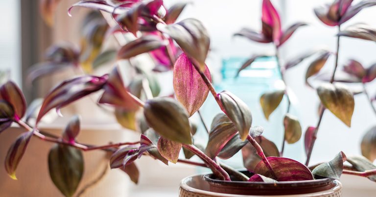Why Your Wandering Jew Is Dying & How To Fix It - Featured image