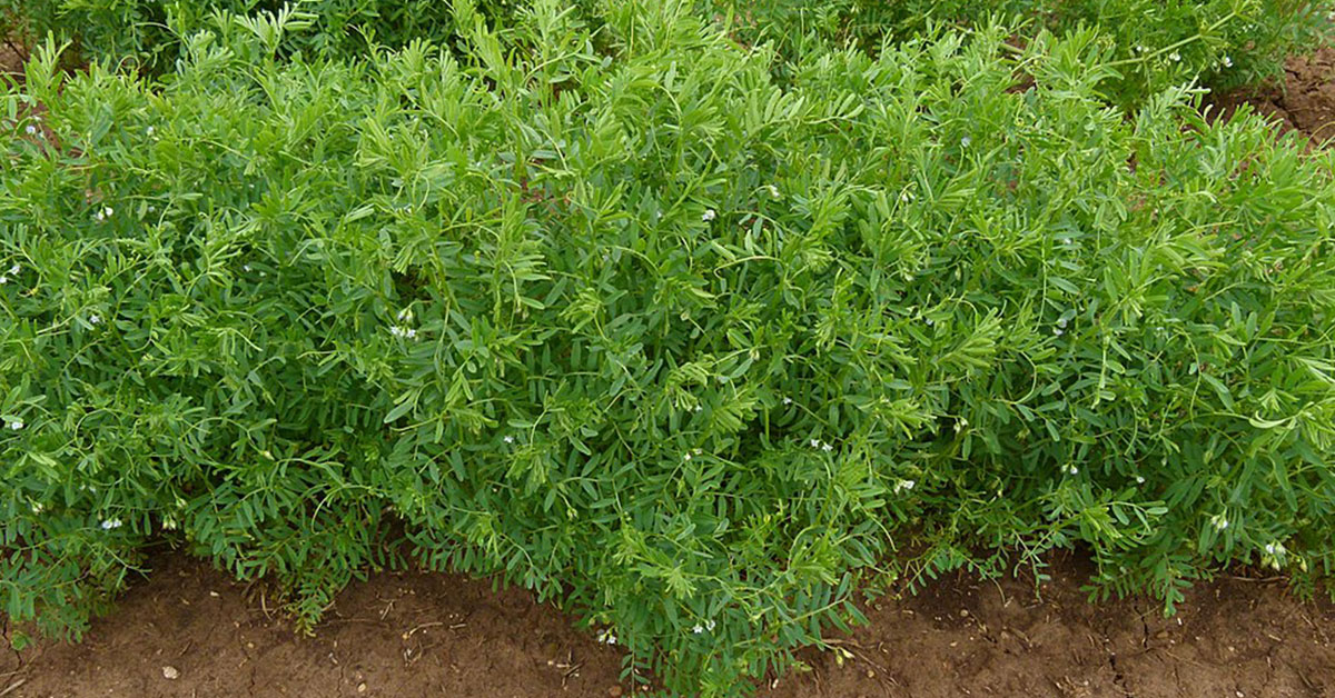lentil plant
