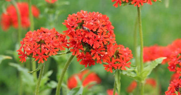 29 Red Flowers To Grow In Your Garden - Featured image