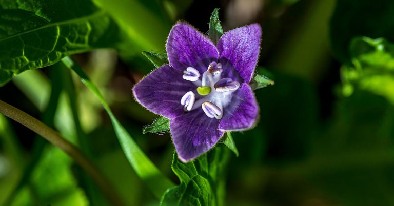 Mandrake Plant Growing & Care Guide - Featured image