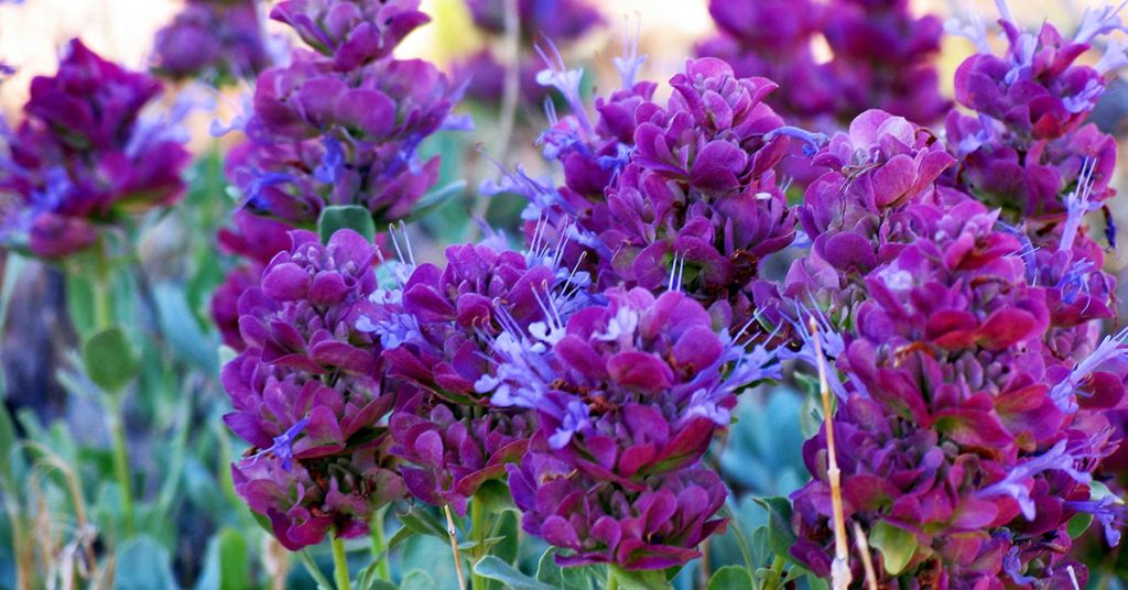 Mojave Sage: Growing, Care, & More - Featured image
