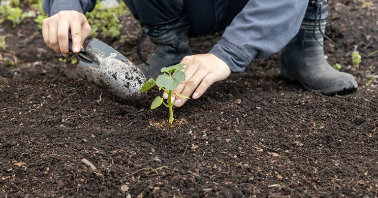 When To Plant Okra In Zone 13 - Featured image