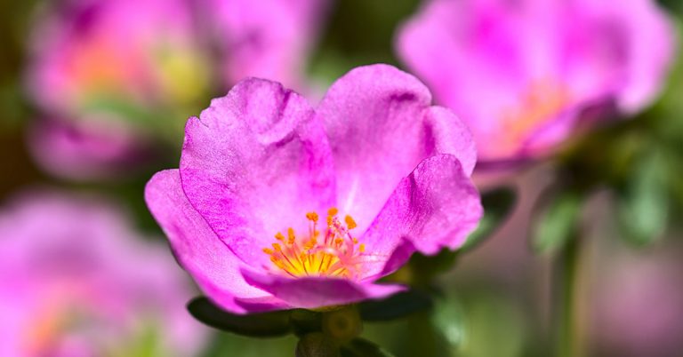 These 16 Annual Flowers Produce The Best End-of-Summer Color - Featured image