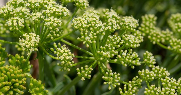 Samphire: Care, Harvesting, & Uses - Featured image