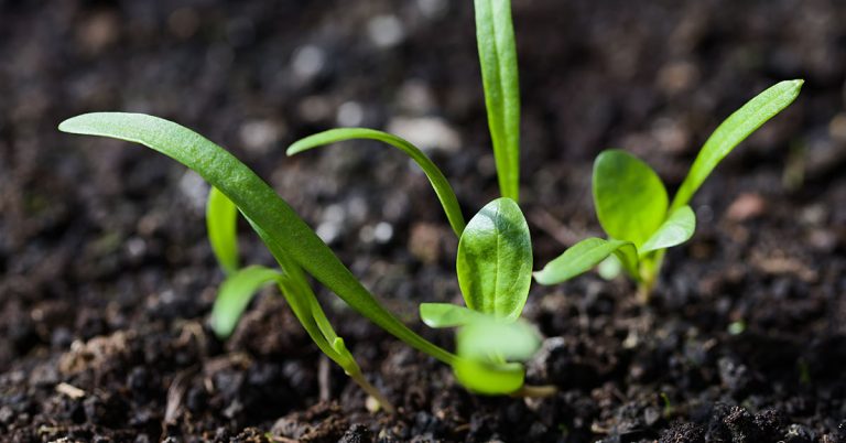 When To Plant Spinach In West Virginia - Featured image