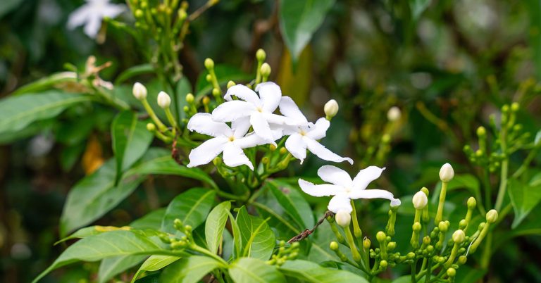 Jasmine Plant: Growing, Care, & More - Featured image