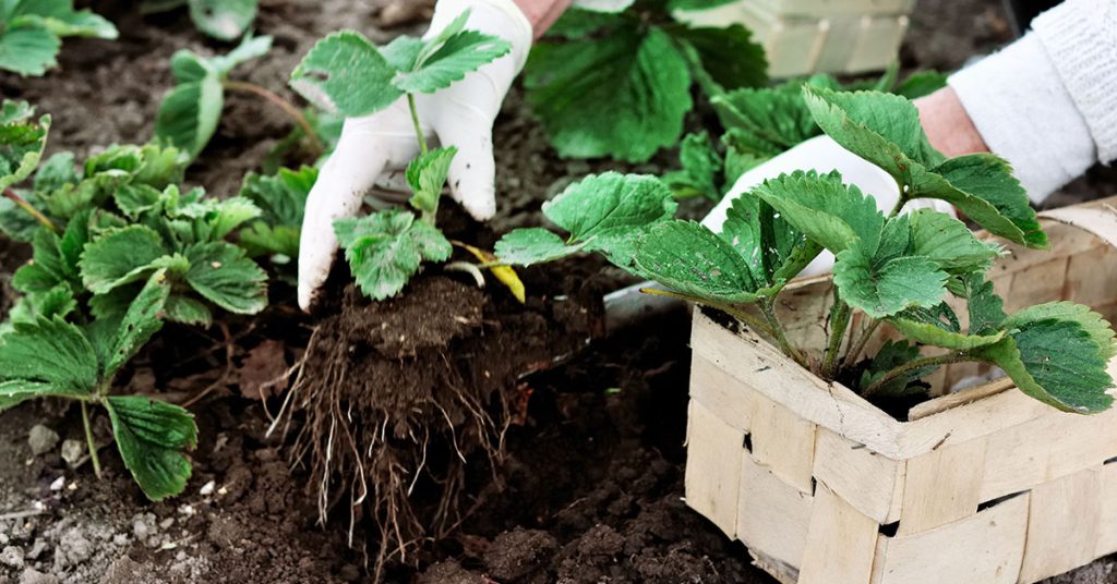 Sequoia Strawberry Growing & Care Guide - Featured image