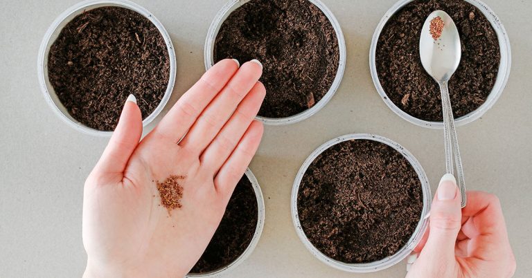 How To Store & Save Strawberry Seeds - Featured image