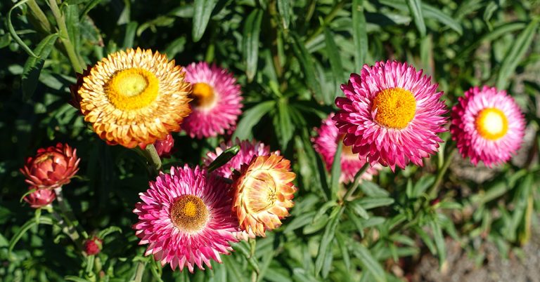 Strawflower Growing & Care Guide - Featured image
