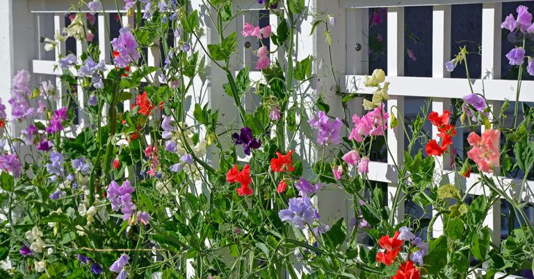 Best Fertilizer For Sweet Peas - Featured image