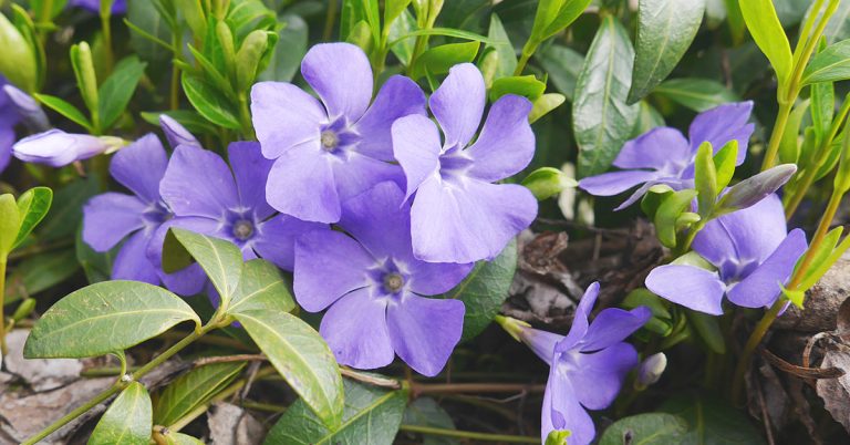 Best Fertilizer For Vinca Growth & Blooms - Featured image