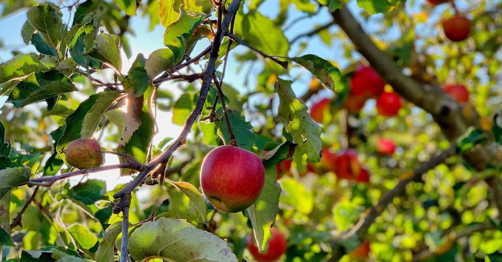 apple tree fruit