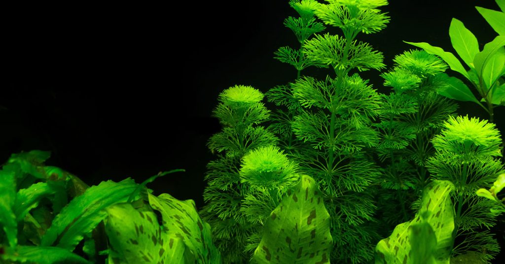 How To Fertilize Aquarium Plants The Garden Magazine