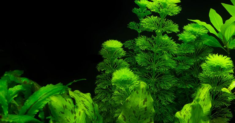 How To Fertilize Aquarium Plants - Featured image