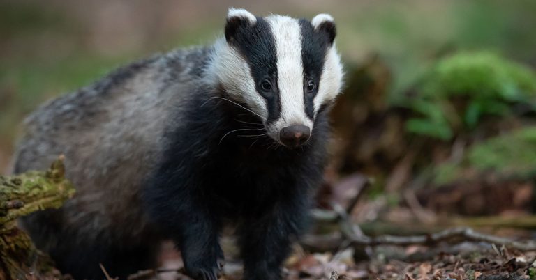 How To Get Rid Of A Badger In Your Yard - Featured image