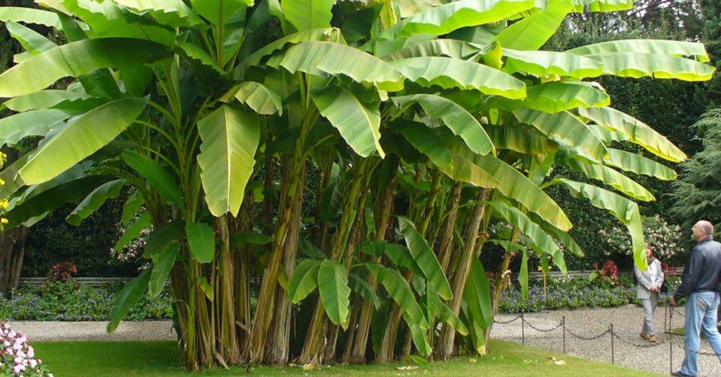 Best Fertilizer For Banana Trees - Featured image