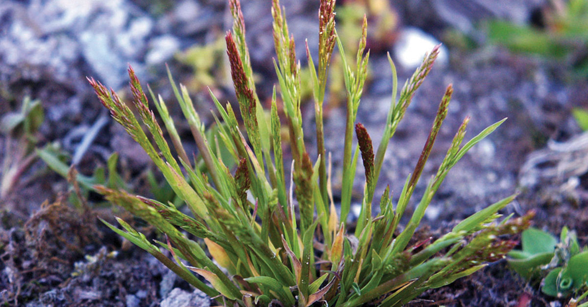 How To Get Rid Of Bentgrass