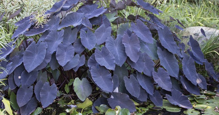 Black Elephant Ear Planting, Care, & Propagation Guide - Featured image