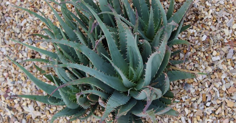 Blue Elf Aloe Planting, Care, & Propagation Guide - Featured image