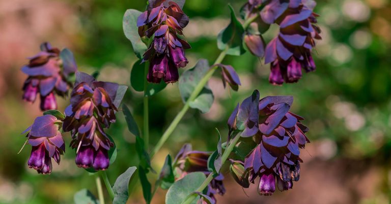 Blue Shrimp Plant Planting, Care, & Propagation Guide - Featured image