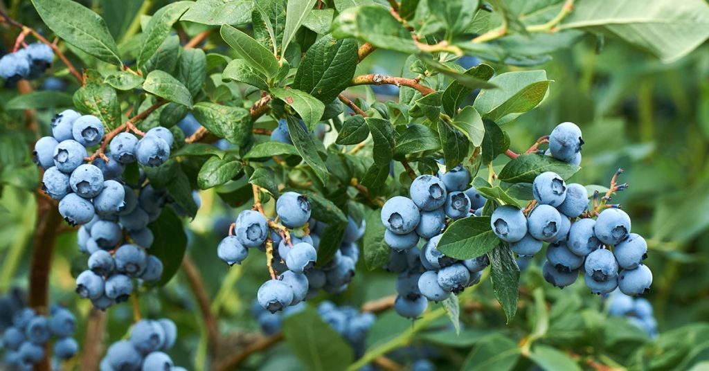 blueberries