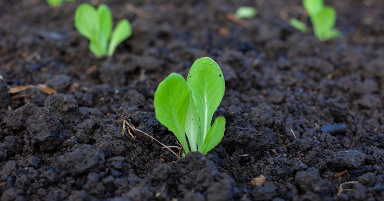 When To Plant Bok Choy In New Zealand - Featured image