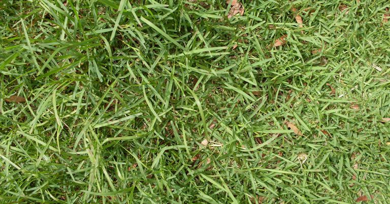 How To Get Rid Of Carpet Grass - Featured image