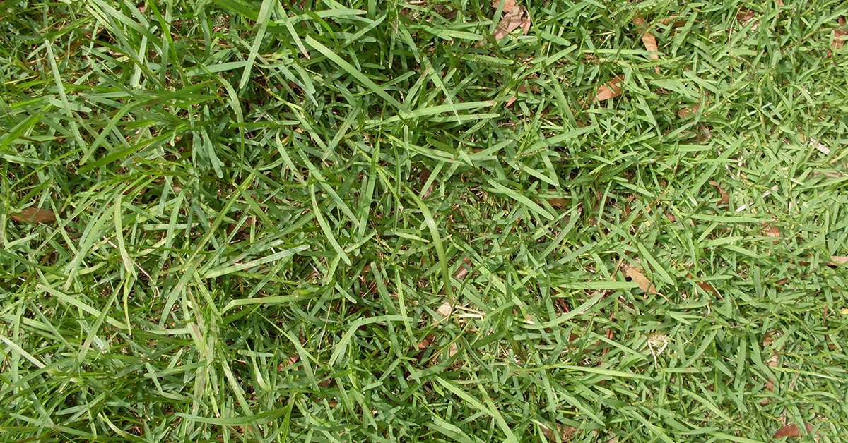 How To Get Rid Of Carpet Grass The Garden Magazine