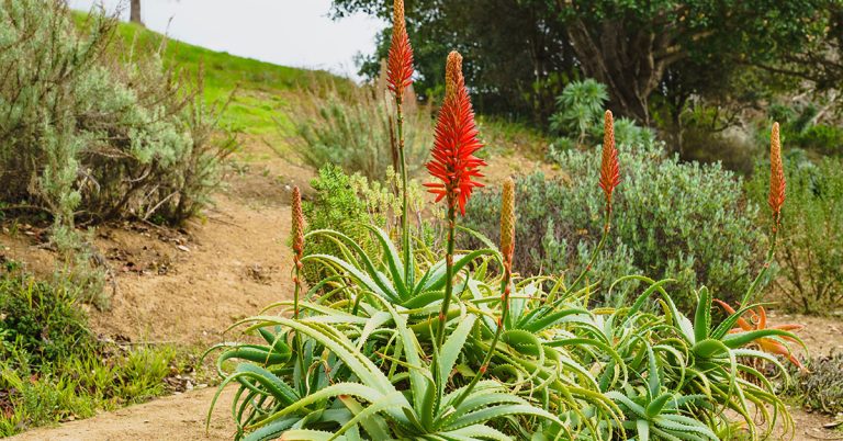 7 Ways To Make Your Indoor Aloe Plant Bloom - Featured image