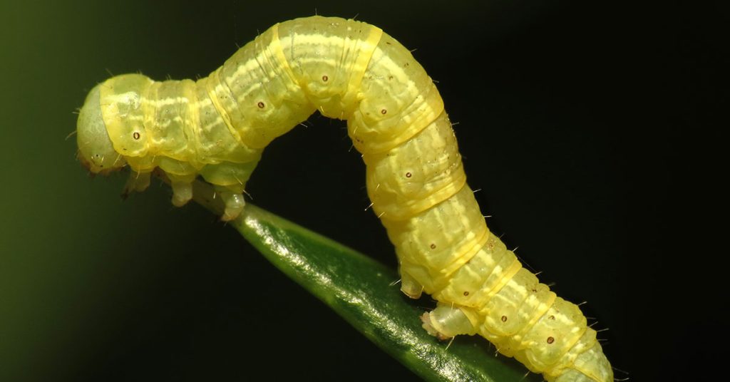 How To Get Rid Of Cankerworms - Featured image