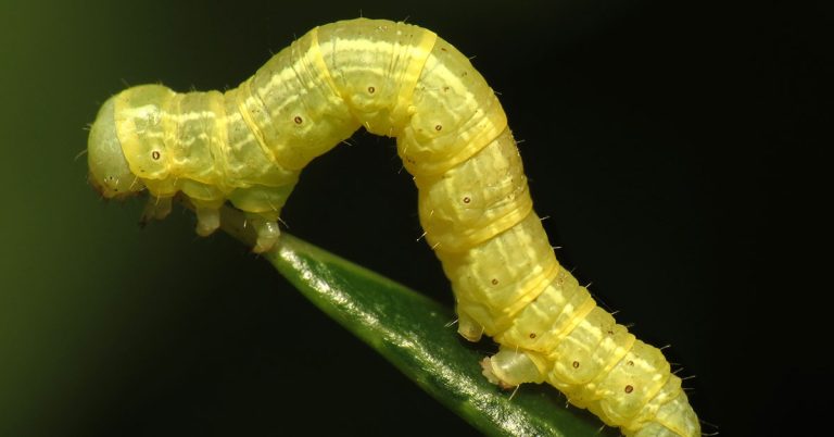 How To Get Rid Of Cankerworms - Featured image
