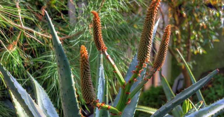 Cape Aloe Planting, Care, & Propagation Guide - Featured image
