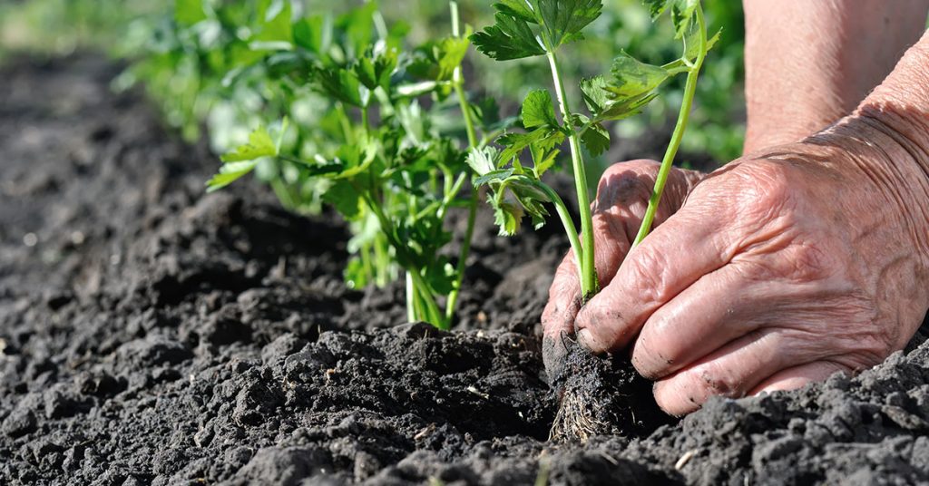 Best Fertilizer For Celery When To Feed Your Celery The Garden Magazine