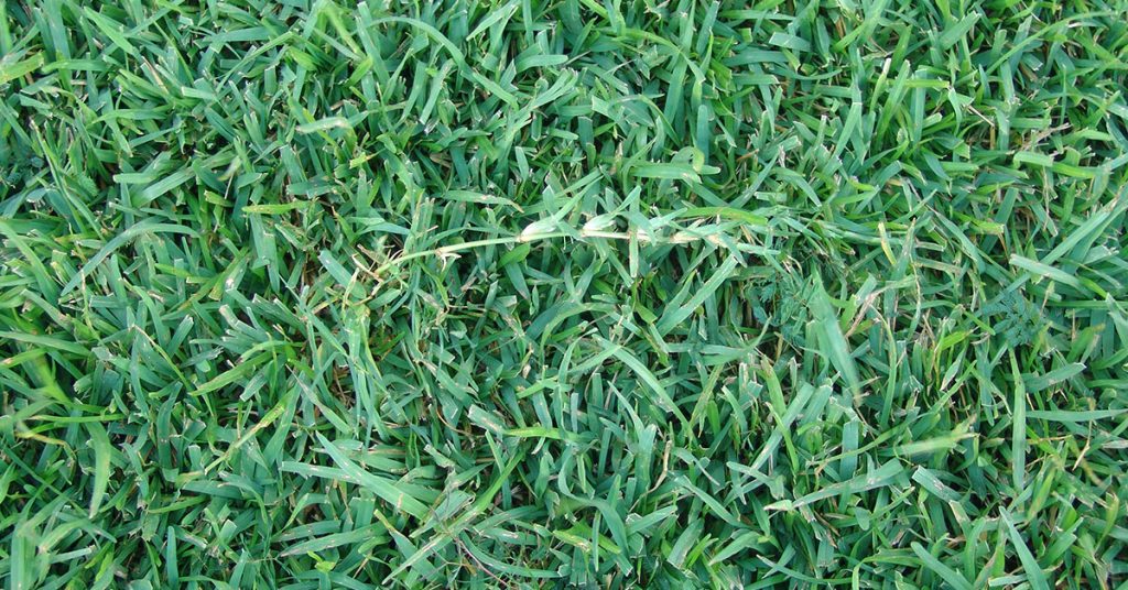 centipede grass