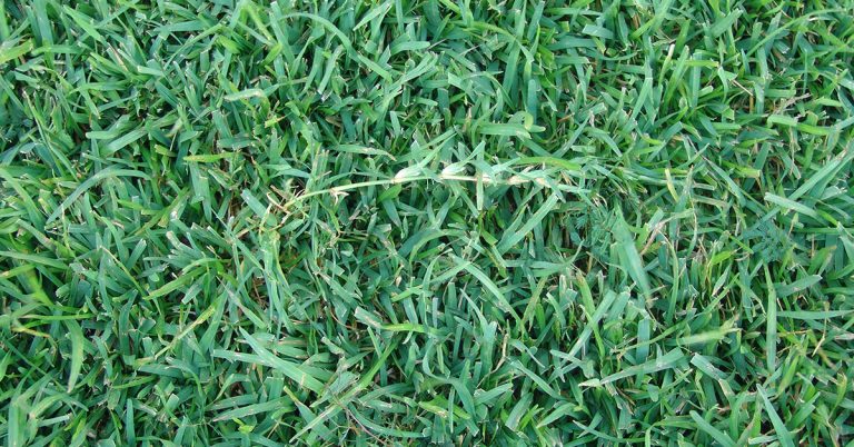 How To Get Rid Of Centipede Grass - Featured image