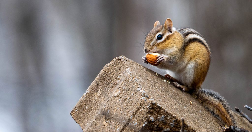 How To Attract Chipmunks To Your Yard The Garden Magazine