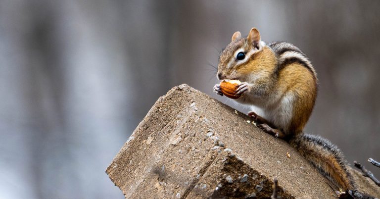 How To Attract Chipmunks To Your Yard - Featured image