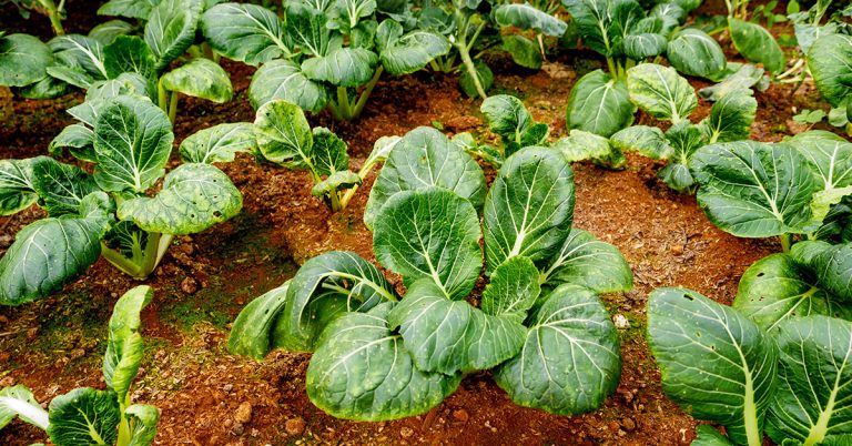 When To Plant Collard Greens In New Zealand - Featured image
