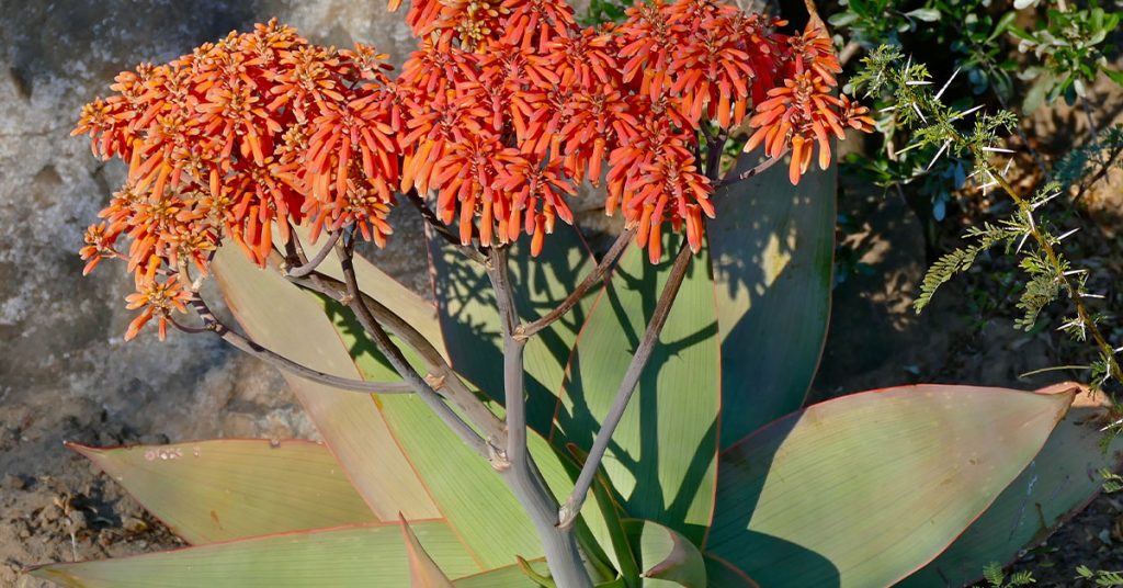 Coral Aloe Planting, Care, & Propagation Guide - Featured image