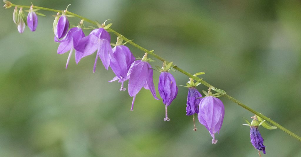 creeping bellflower