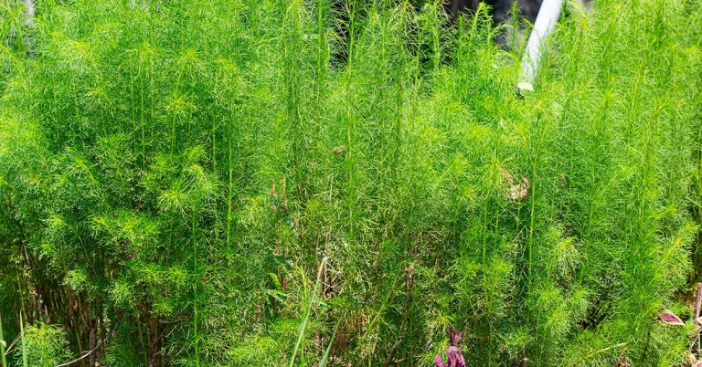 How To Get Rid Of Dog Fennel - Featured image