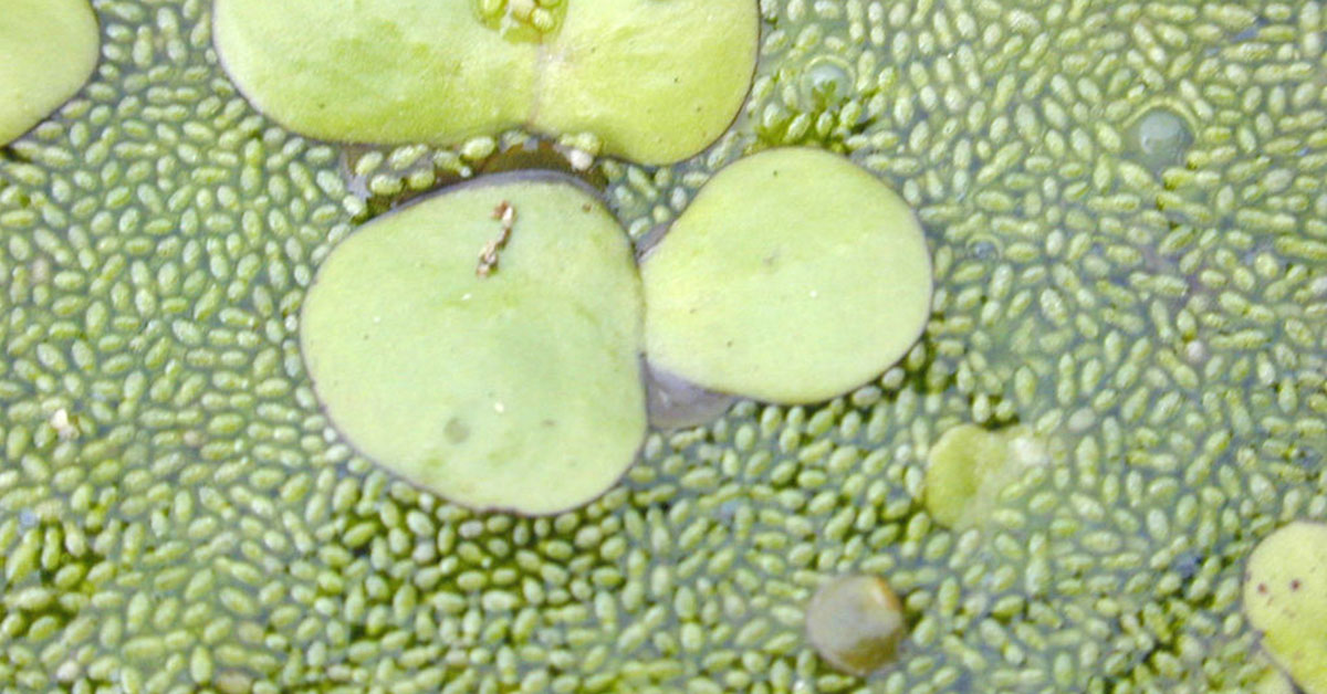How To Get Rid Of Duckweed In A Pond The Garden Magazine