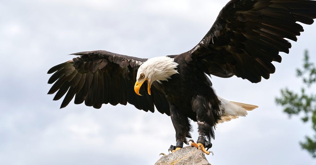 How To Attract Eagles To Your Property - Featured image