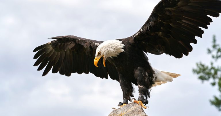 How To Attract Eagles To Your Property - Featured image